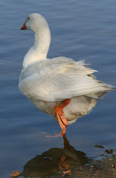 Silly Goose