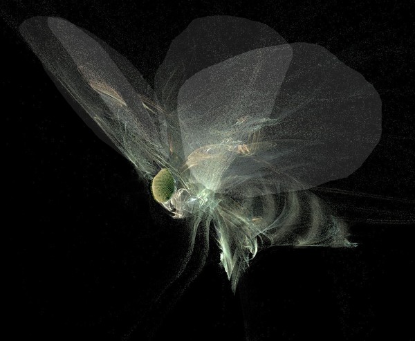 STRANGE INSECT-I