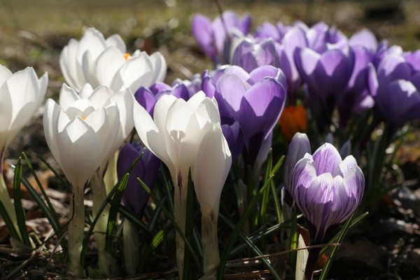 Spring Emerges