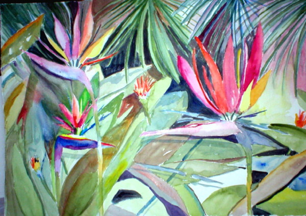 Birds of Paradise