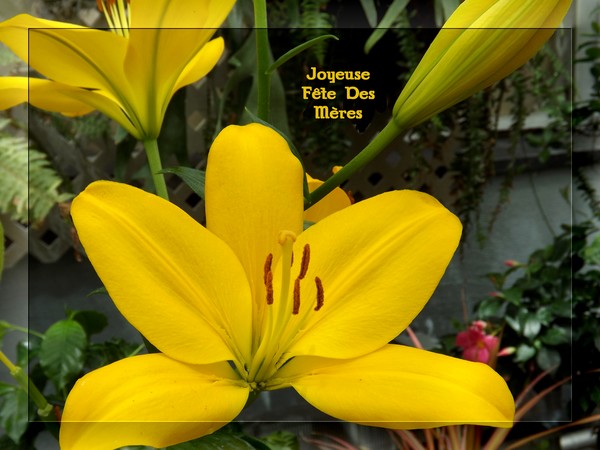 Joyeuse Fête Des Mères