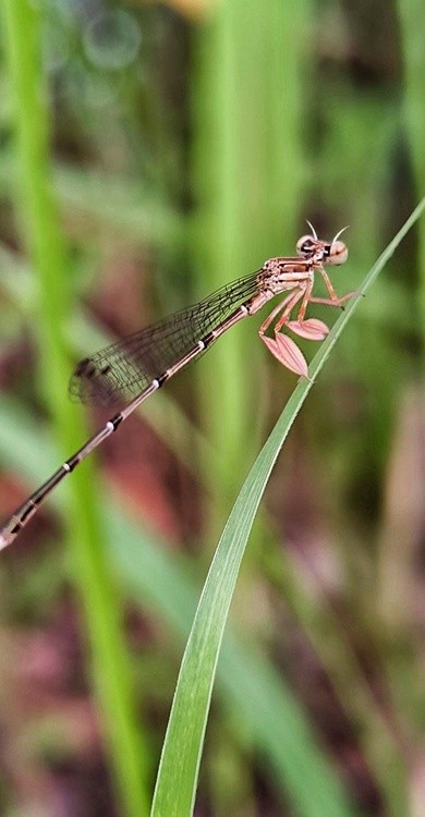 I am not a dragonfly