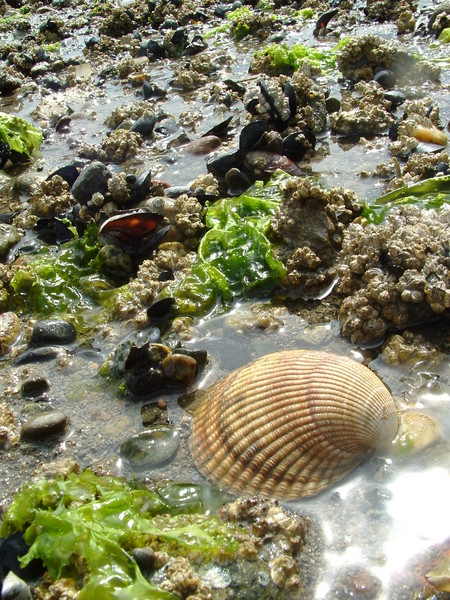 Low Tide