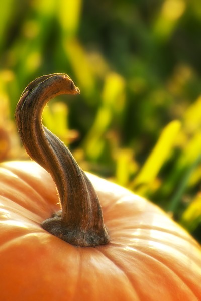 Pumpkin Twisted Stem