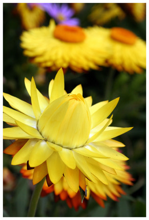 Sharp Flowers
