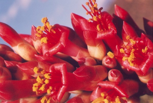 Ocotillo Blossoms