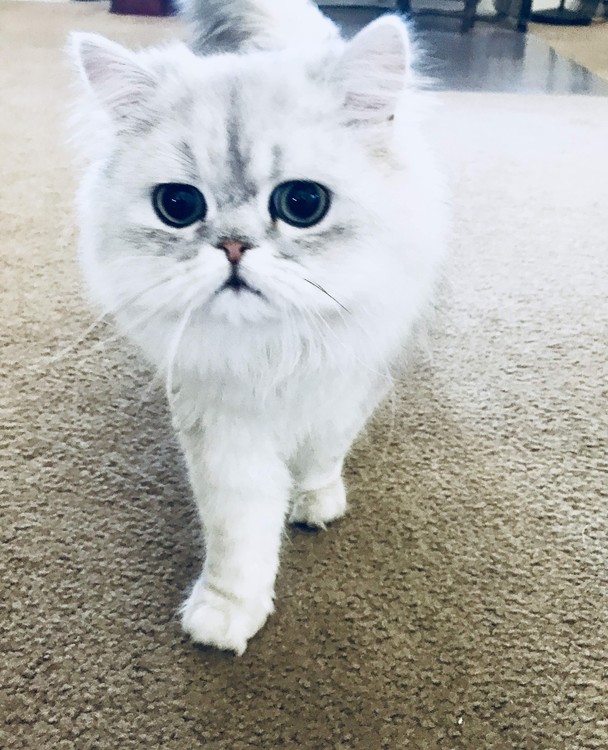 Tippy the Cat