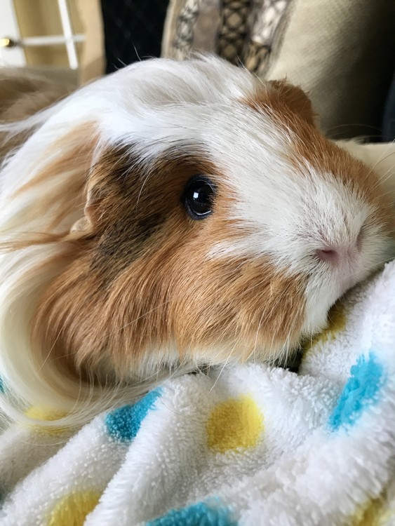 Little Miss Sweetsy