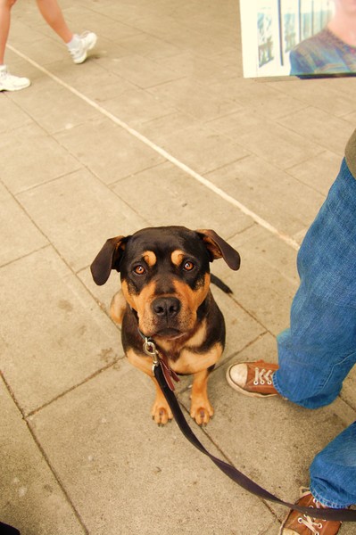 Homeless street dog .........