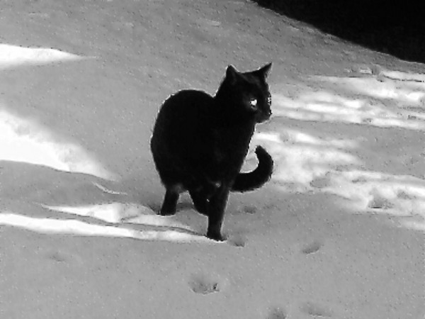 simon