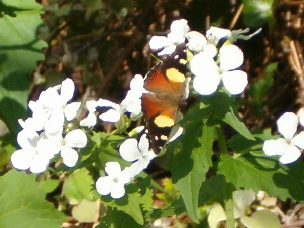 Beautiful Butterfly