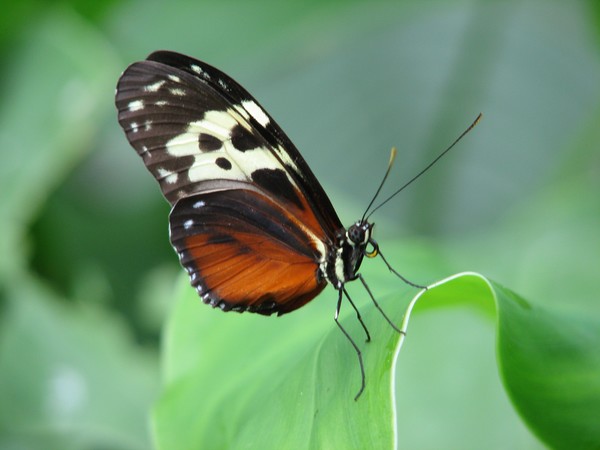 Close up of Hecale Longwing Butterfly