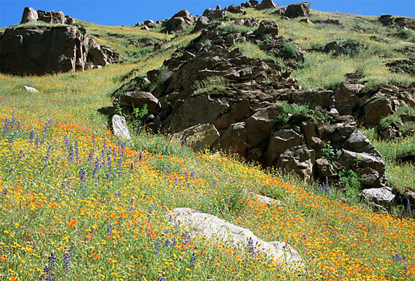 Kern Valley Spring Blooms 1