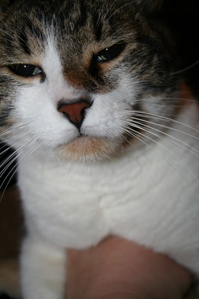 M' Boy