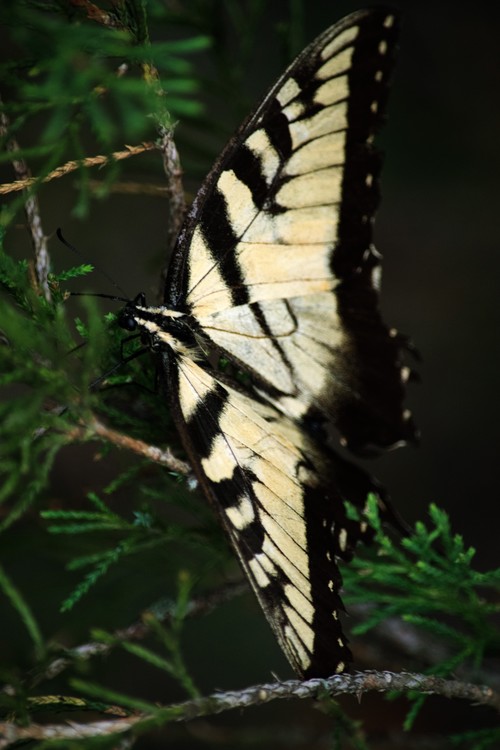 Western Tiger Swallowtail Butterfly