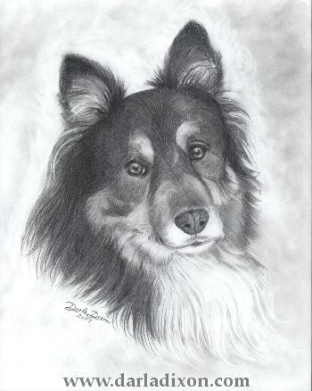 Australian Shepherd Dog Commissioned Portrait