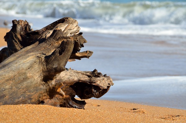 Driftwood on the water's edge Florida.