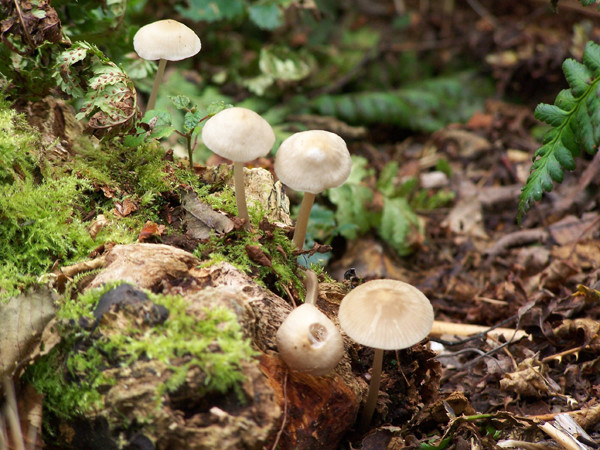 Fairy Umbrella's