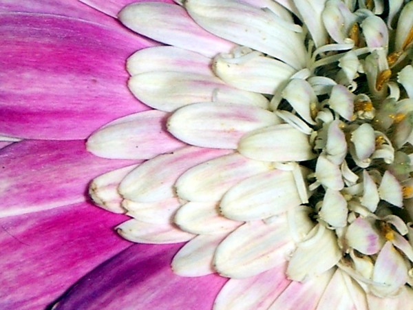 Another Flower
