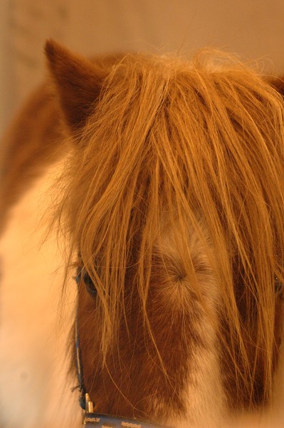 Sultry Horse
