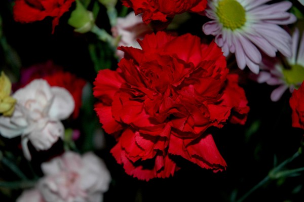 Red Carnation