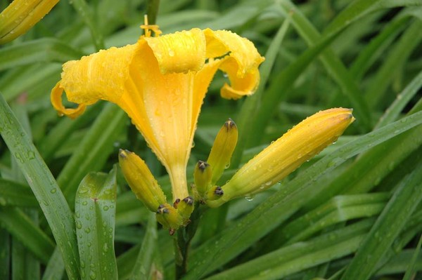 Yellow Flower