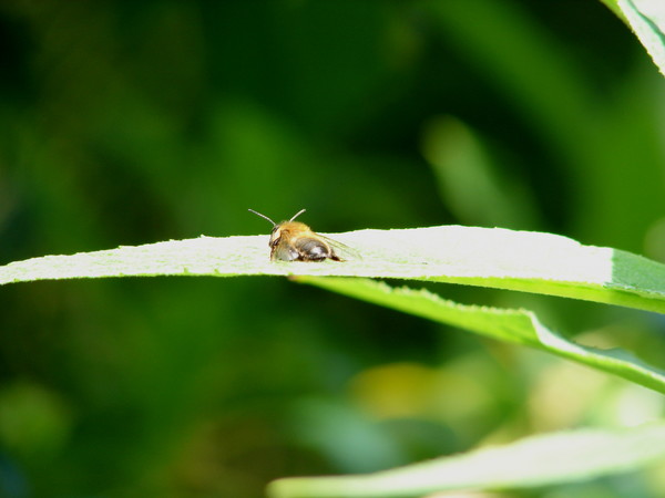 'Bee Cool'