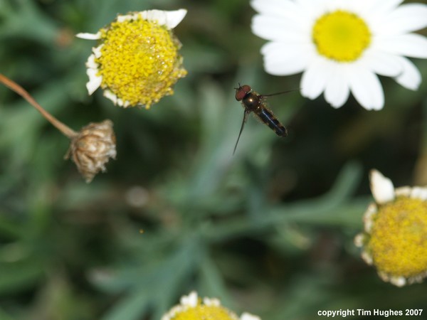 'Zoom!'