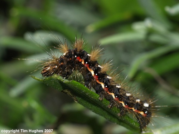 Caterpillar 3
