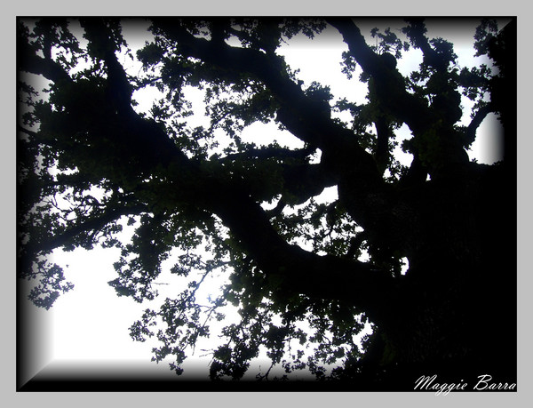 Silhouette