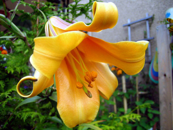 African Queen Lily
