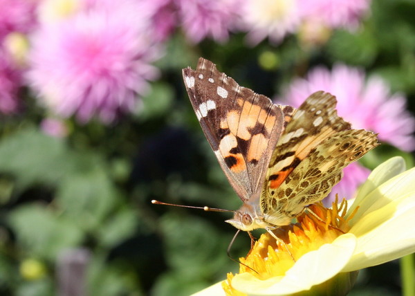 Butterfly's garden