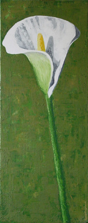 calla solo