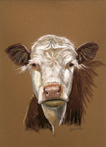 Hereford Cow