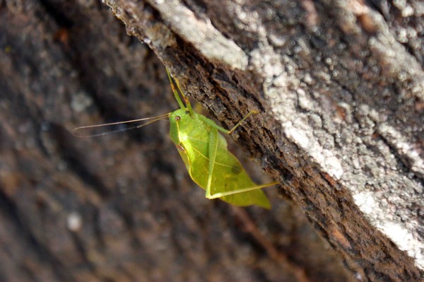 Grassy Hopper