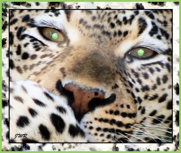 Eyes of Green