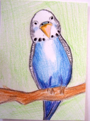 Tommy the Budgie