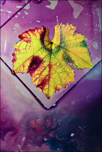 Pinot Noir - Universe of the Leaf
