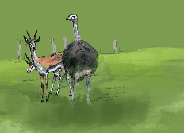 ostritch and grazzel