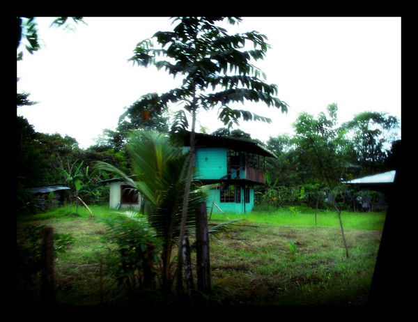 peeking out of the jungle