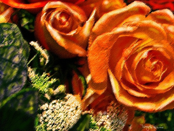 Pastel Orange roses