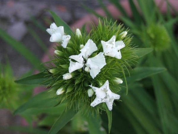 Small flowers 