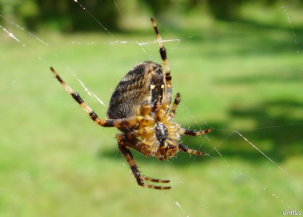 MACRO SPIDER