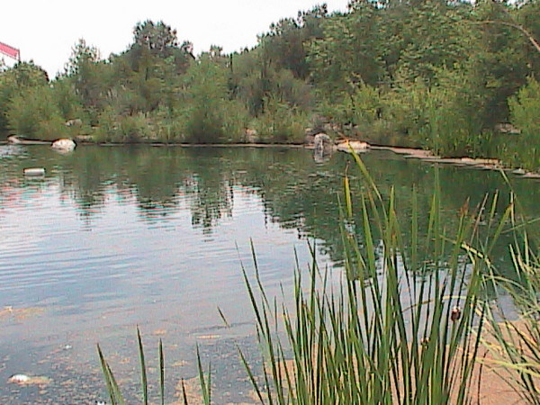 the swan king's swamp