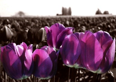 Tulips in sepia and color