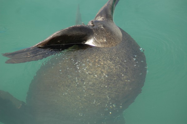 A Sea lion I loved 2.