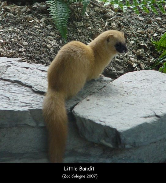 Little Bandit