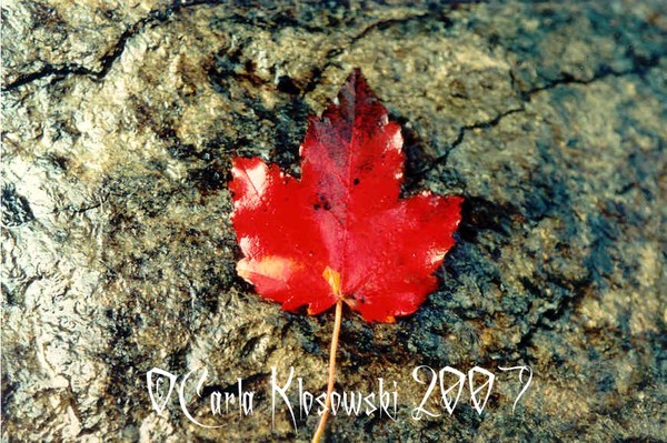 Red Leaf 