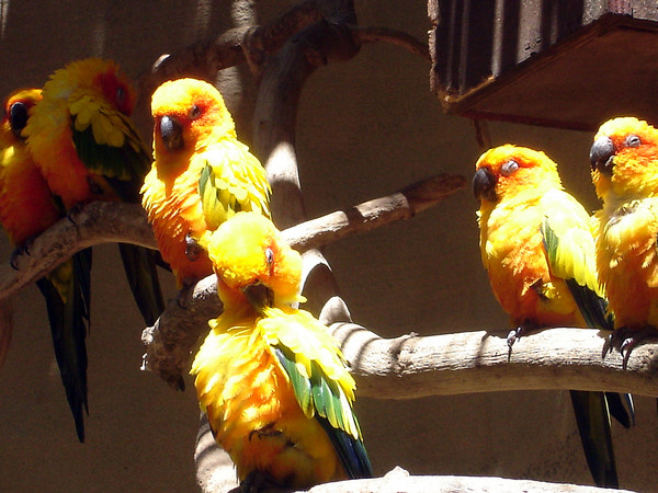 HDR bird's