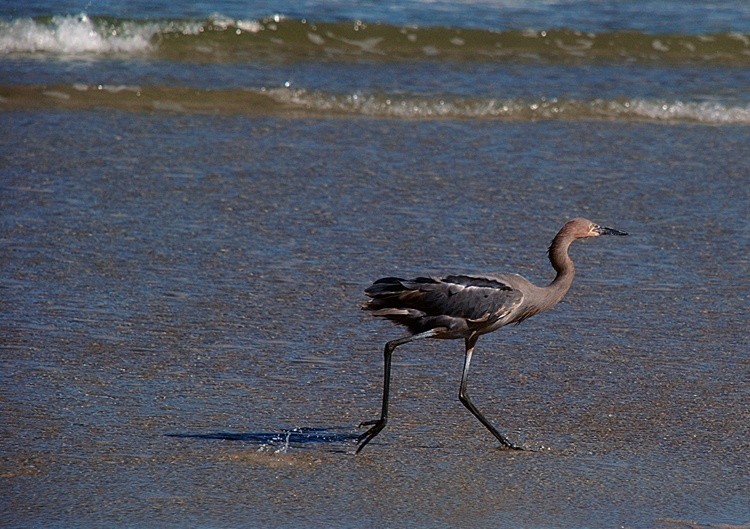 Reddish Egret Working 